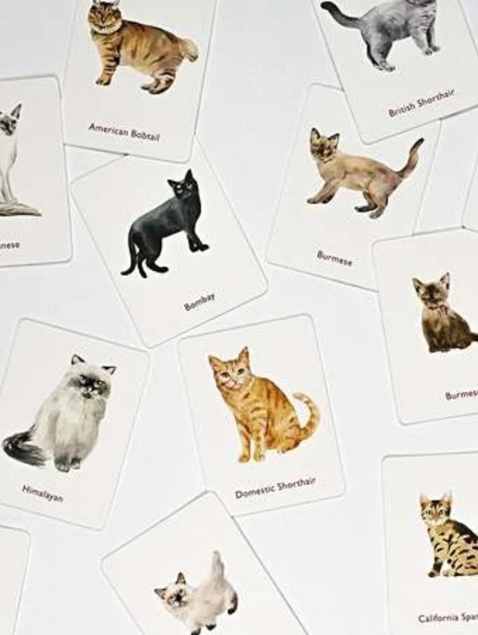 Memoryspil med søde katte og killinger